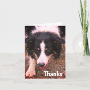 Bordure Collie Stare Chien Carte de remerciements