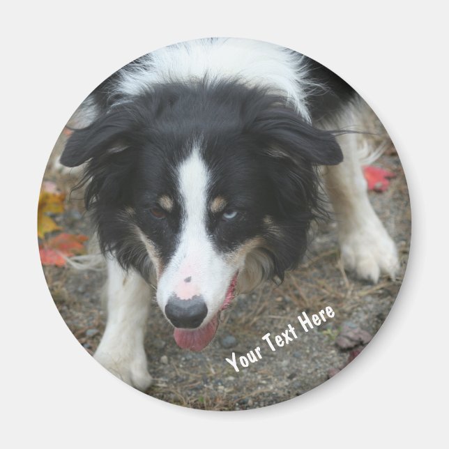Bordure Collie Stare Dog Magnet (Devant)