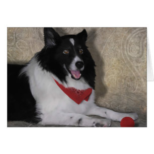 Bordure Collie "Wylie"