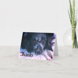 Bordure face neige Collie Carte de remerciements m