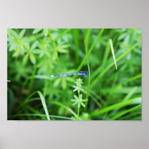 Boreal Bluet 2 Poster
