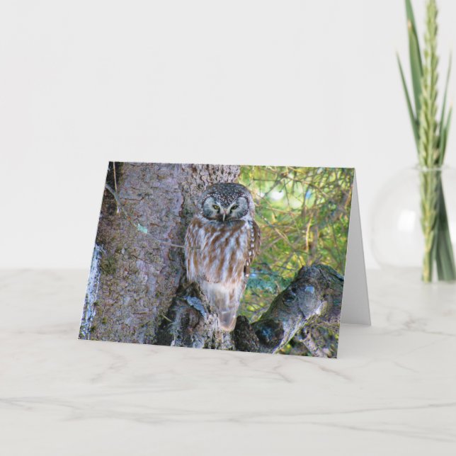 Boreal Owl Closeup Photo Card (Front)