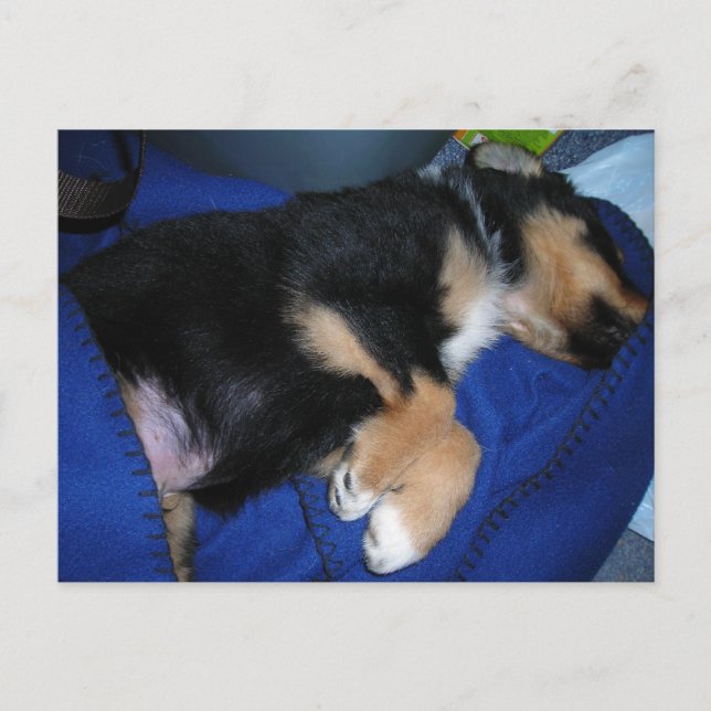 Bored sleepy puppy postcard (Front)