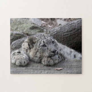 Bored Snow Leopard Cub Jigsaw Puzzle