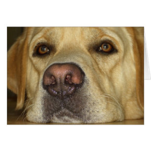 Boredom - Cute Yellow Labrador