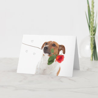 Boris - Jack Russell Terrier - Dog Rose Card