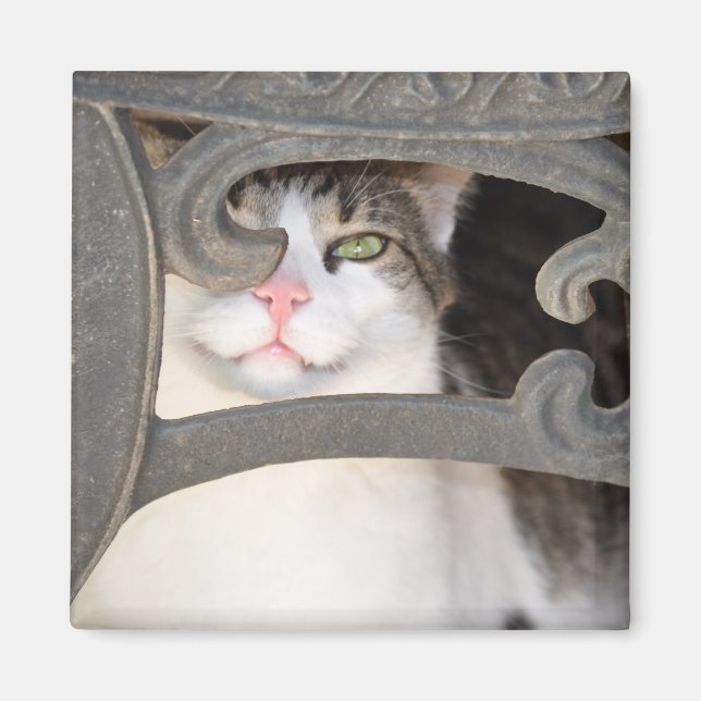 Boris Kitty Magnet (Devant)