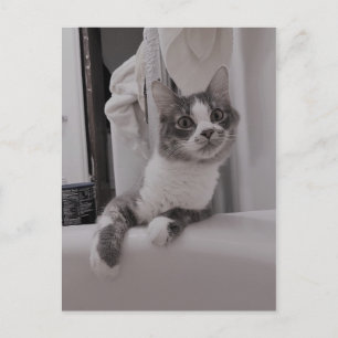 Boris the Cute Nubber Kitty Postcard