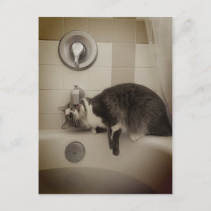 Boris the Cute Nubber Kitty Postcard