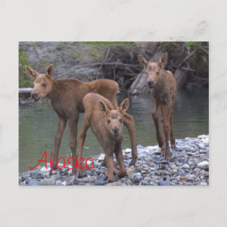 Born In Alaska Postcard