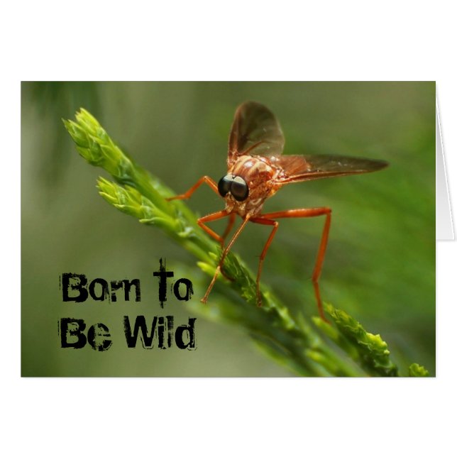 Born To Be Wild (Front Horizontal)
