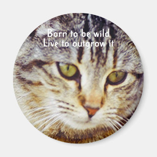 Born to be wild magnet