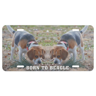 Beagle store license plate