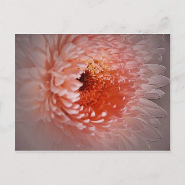 Born To Succeed Postcard (Front)