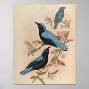 Bornean Fairy Bluebird by John Gould Print