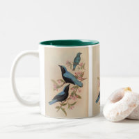 Bornean Fairy Bluebird by John Gould