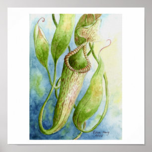 Borneo Nepenthes Watercolor Art Poster