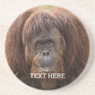 Borneo Orangutan Beautiful Photography Coaster