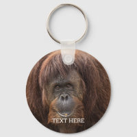 Borneo Orangutan Beautiful Photography