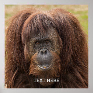 Borneo Orangutan Beautiful Photography Poster