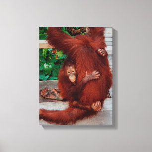 Borneo orangutan canvas print