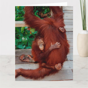 Borneo orangutan card