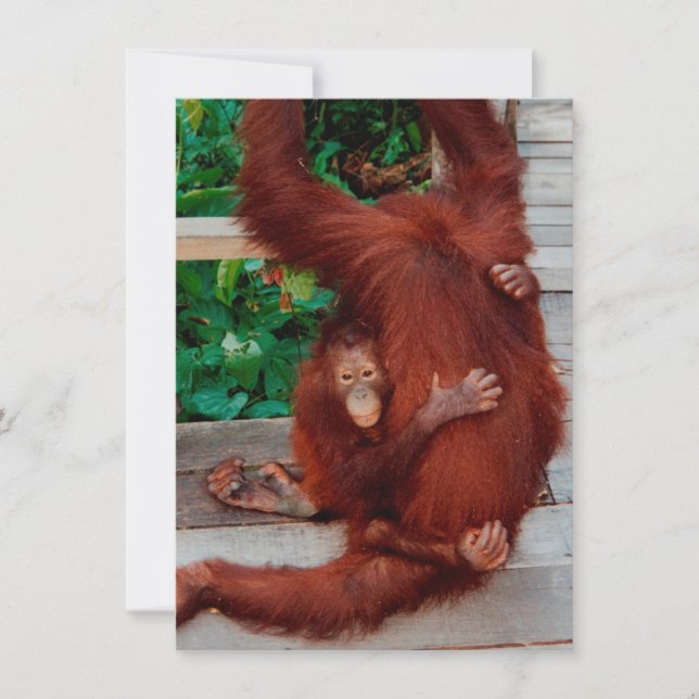Borneo orangutan card (Front)