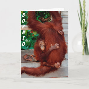 Borneo orangutan card