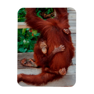 Borneo orangutan magnet