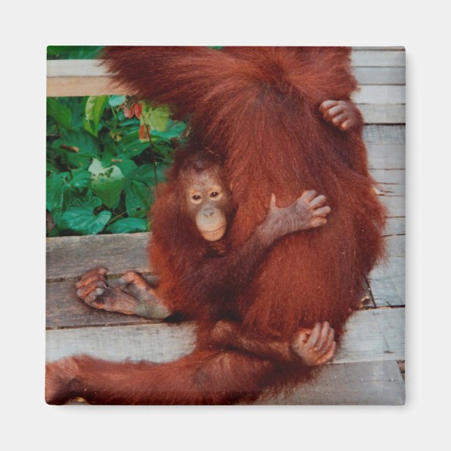 Borneo orangutan magnet (Front)