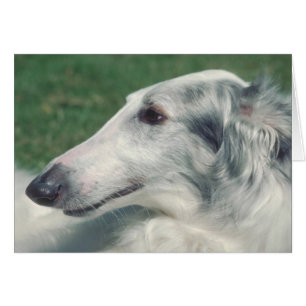 Borzoi