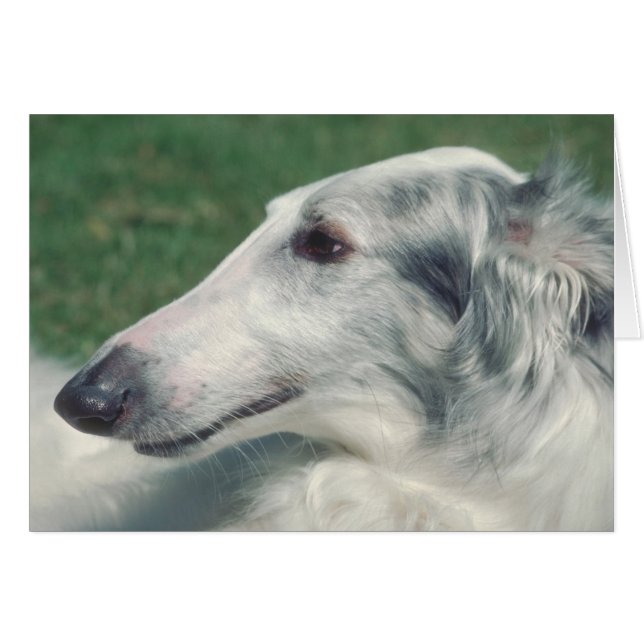 Borzoi (Front Horizontal)