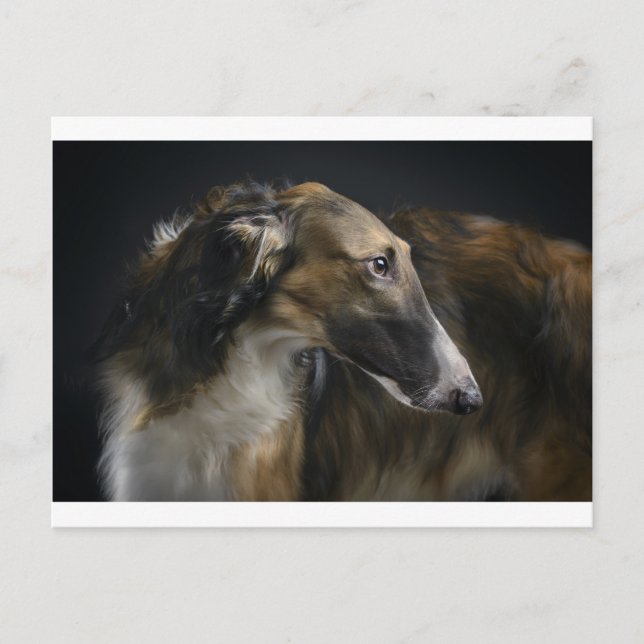 borzoi postcard (Front)