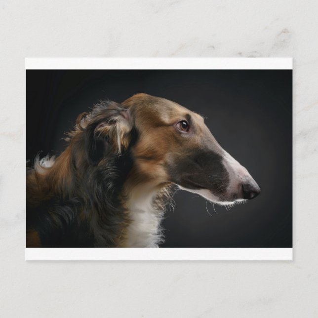 borzoi postcard (Front)