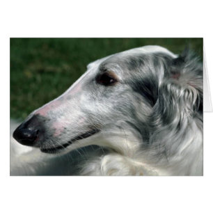 Borzoi, Russian Wolfhound