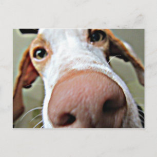 Bo's Nose Postcard