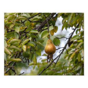 Bosc Pear On The Tree Photo Print