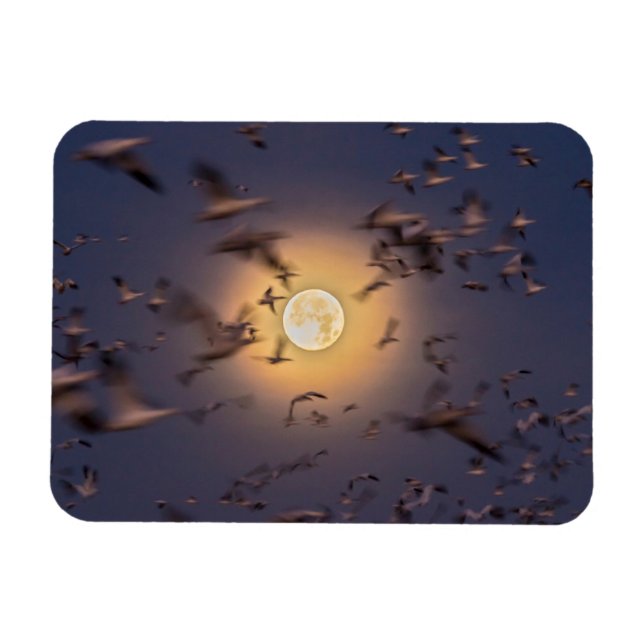 Bosque del Apache National Wildlife Refuge Magnet (Horizontal)