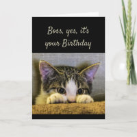 Boss can't Hide It's your Birthday Cute Kitten