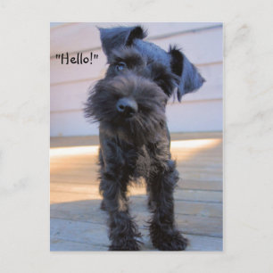 Bossy Little Miniature Schnauzer Puppy Postcard