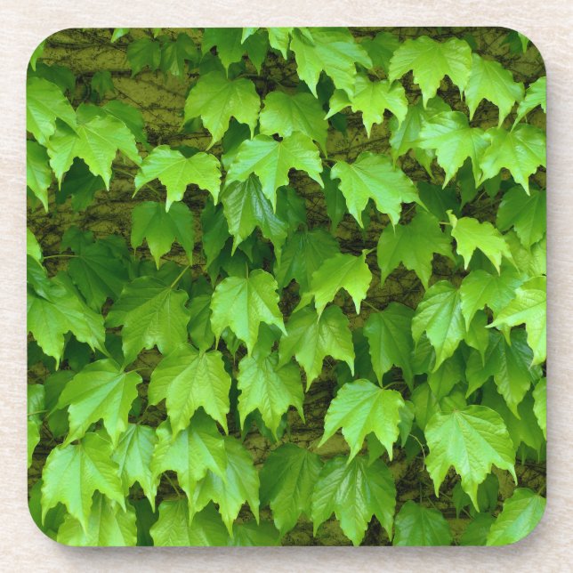 Boston Ivy Coaster (Front)