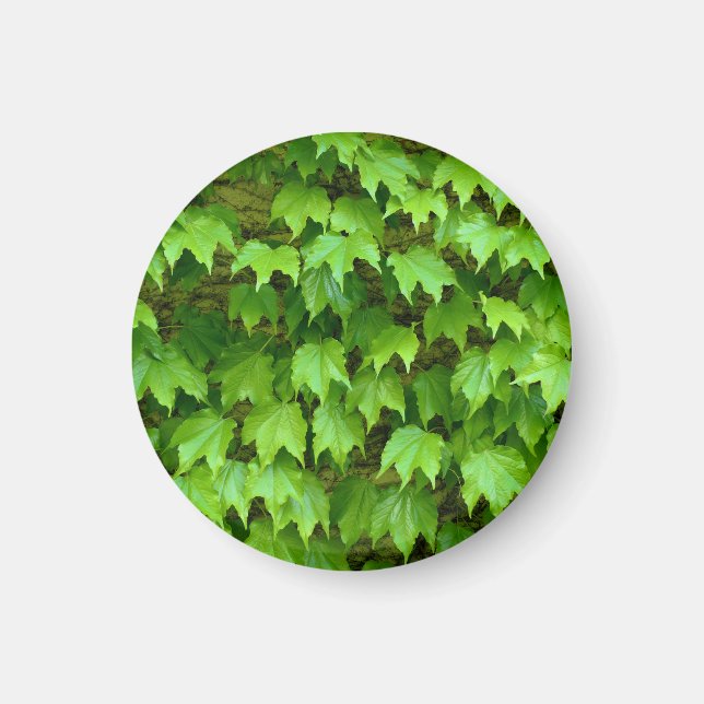 Boston Ivy Magnet (Front)