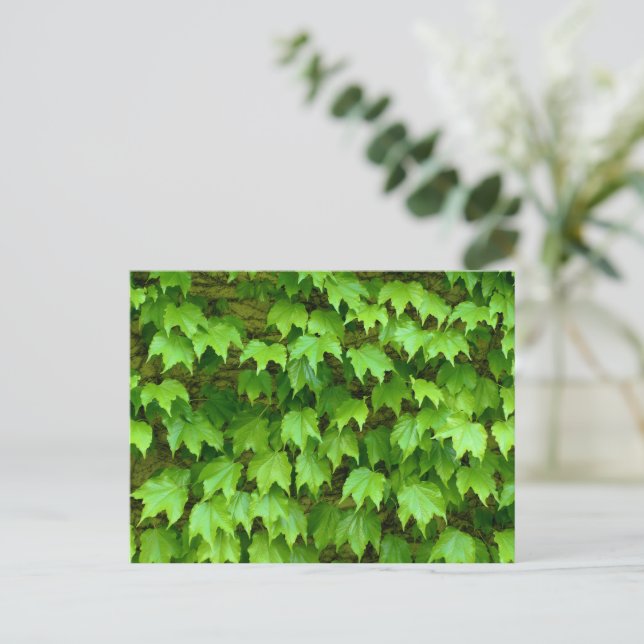 Boston Ivy Postcard (Standing Front)