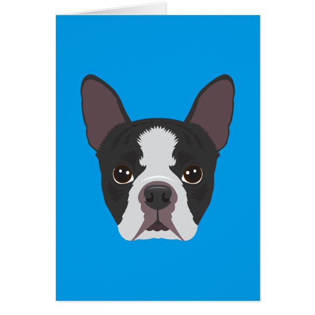 Boston Terrier (Front)