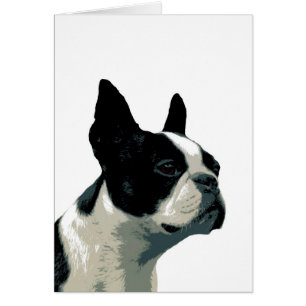 boston terrier