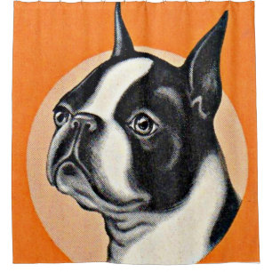 Boston terrier