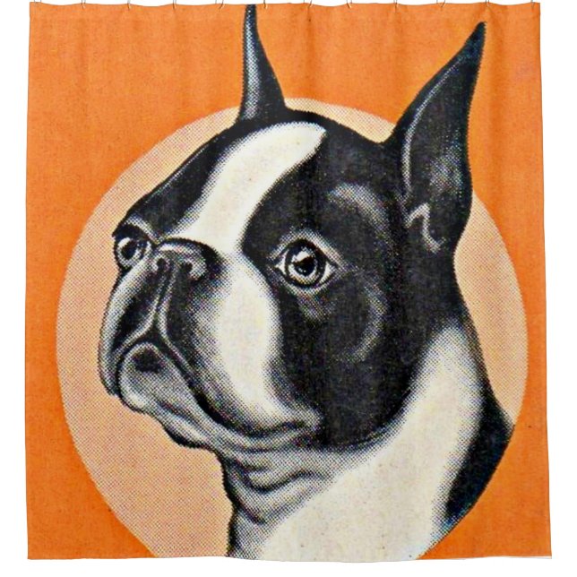 Boston terrier (Front)
