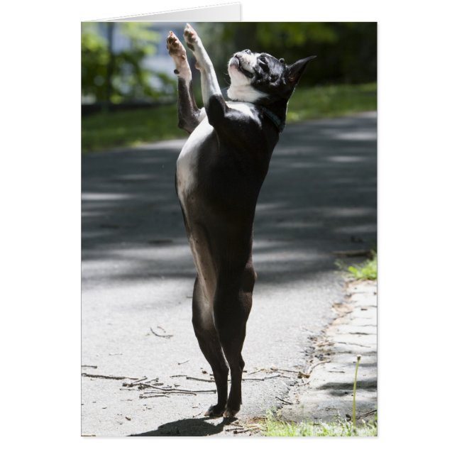 Boston Terrier 2 (Front)