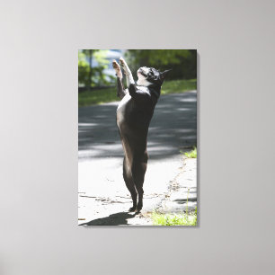 Boston Terrier 2 Canvas Print