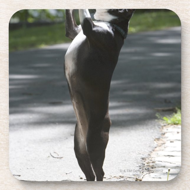 Boston Terrier 2 Coaster (Front)